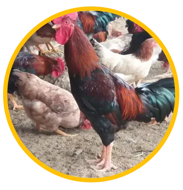 Quy trình phòng bệnh đột phá