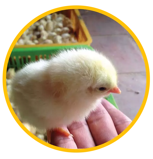 Chất lượng con giống nổi trội